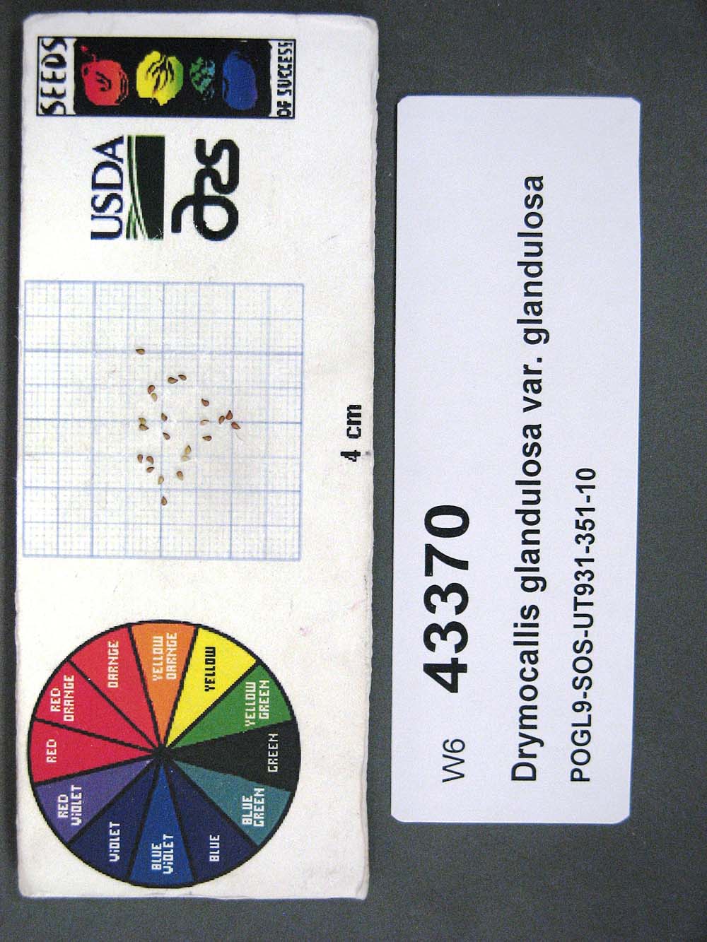 Click for 1 image(s) for this accession. SEED