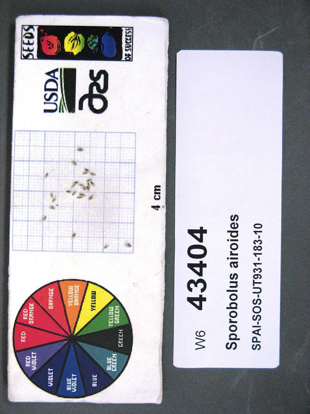 Click for 1 image(s) for this accession. SEED