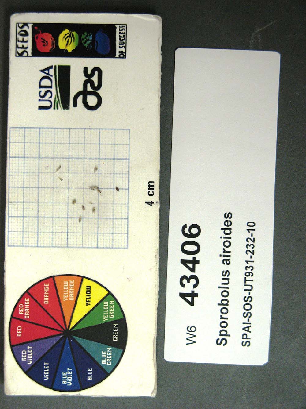 SEED