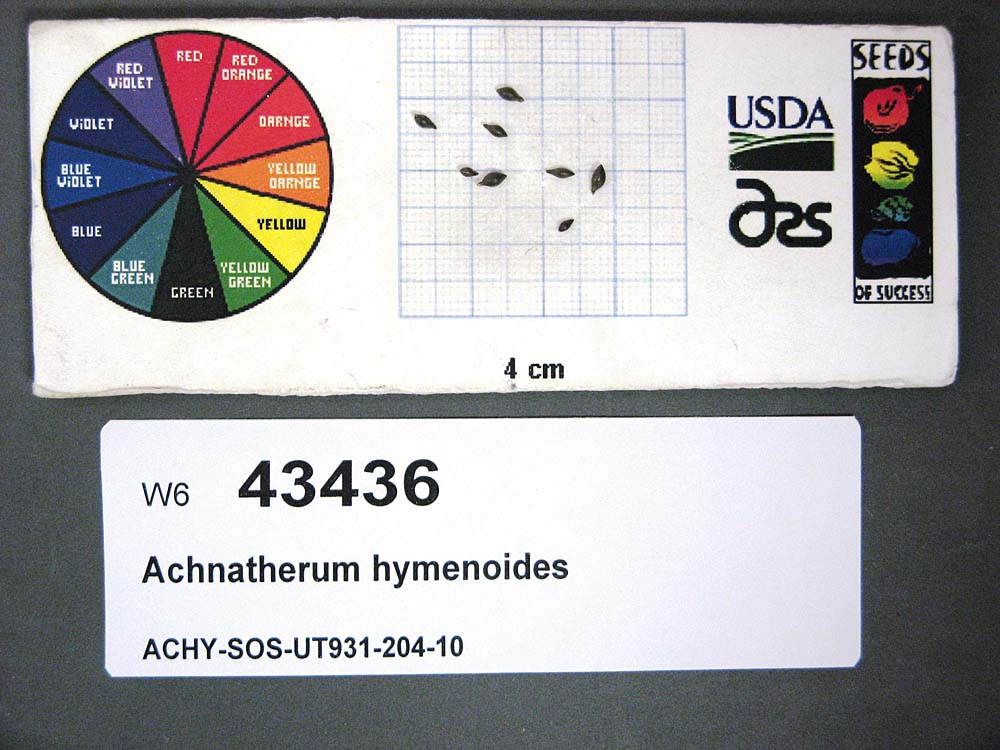 Click for 1 image(s) for this accession. SEED
