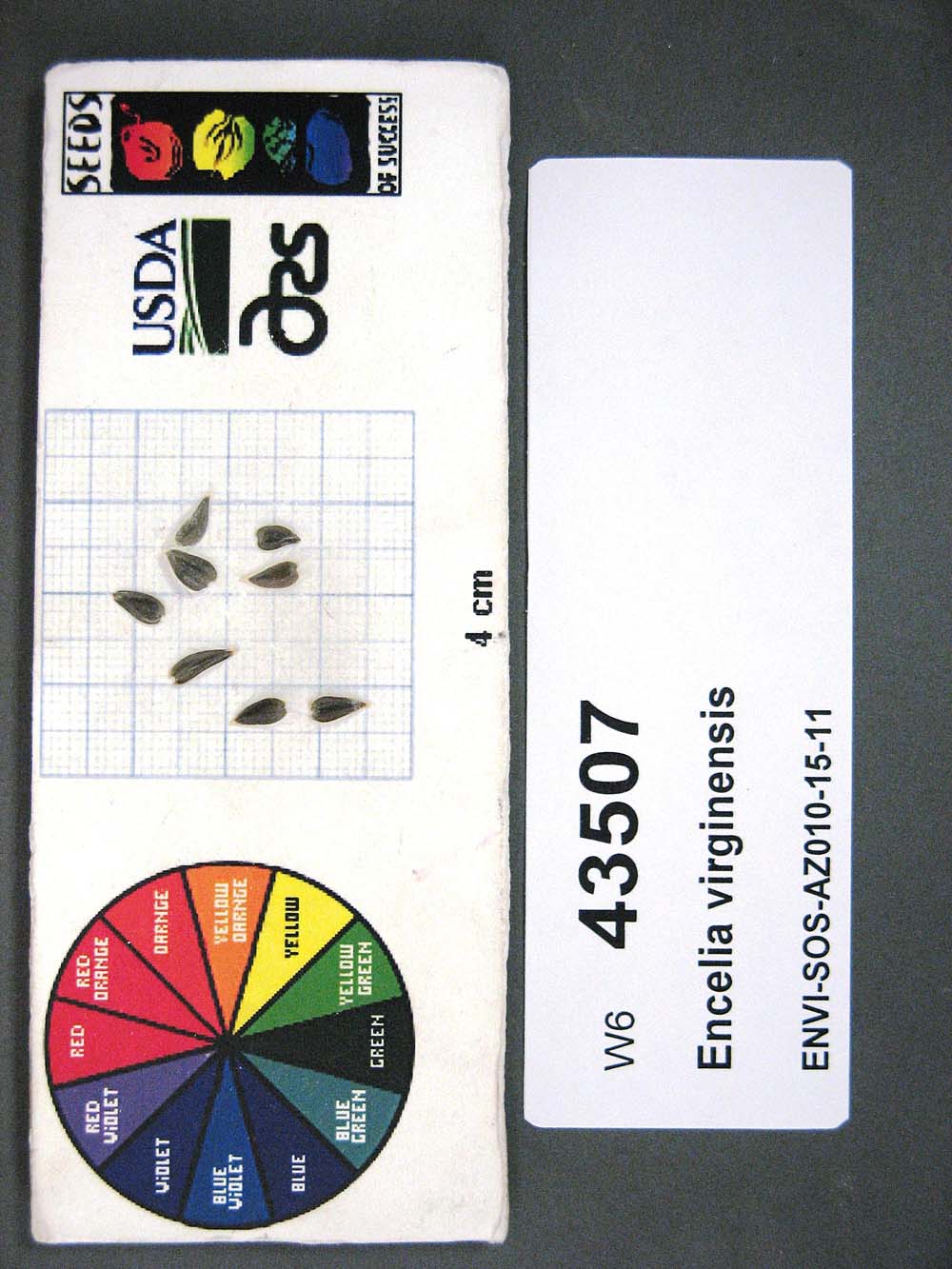 Click for 1 image(s) for this accession. SEED