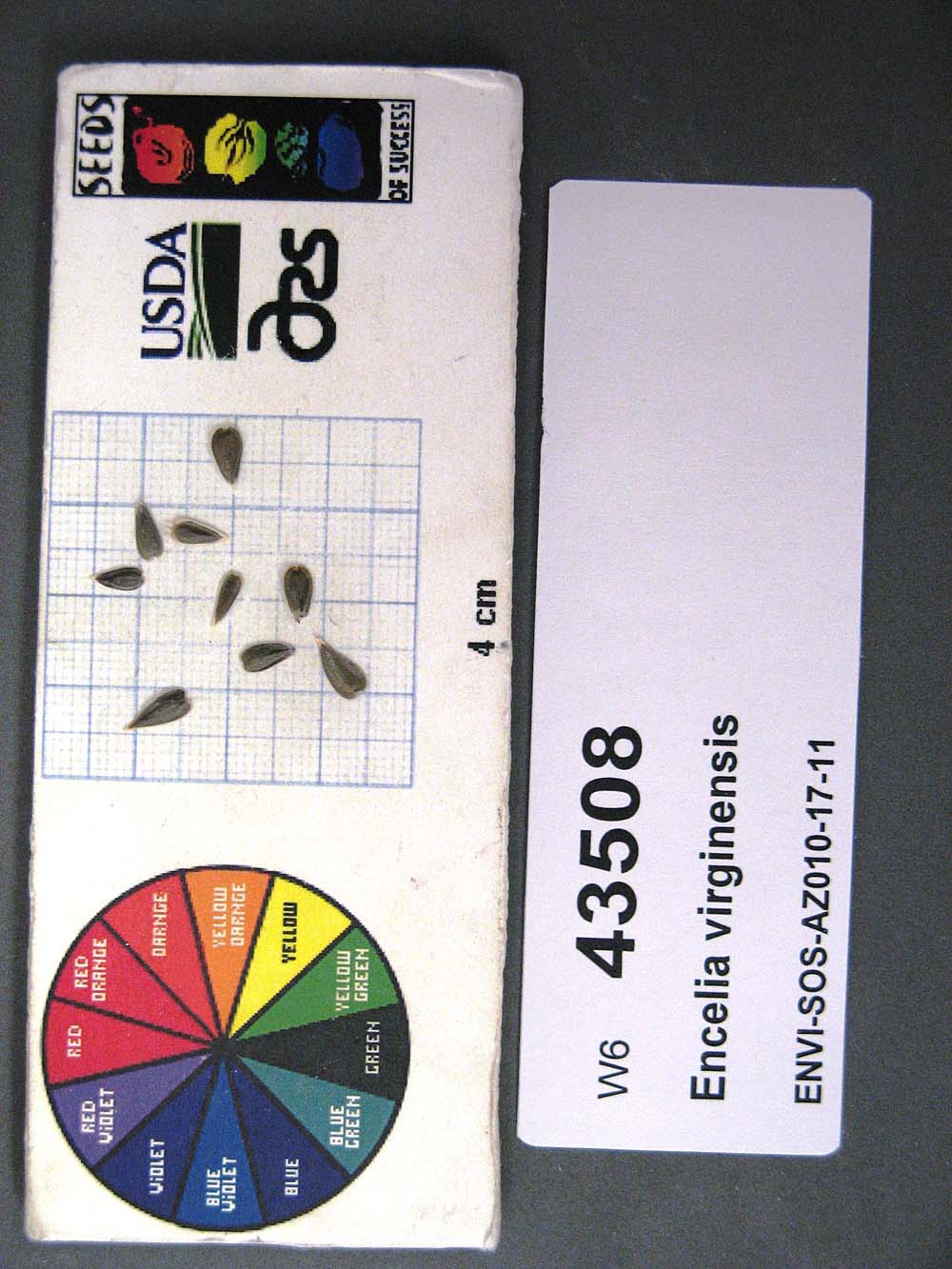 Click for 1 image(s) for this accession. SEED