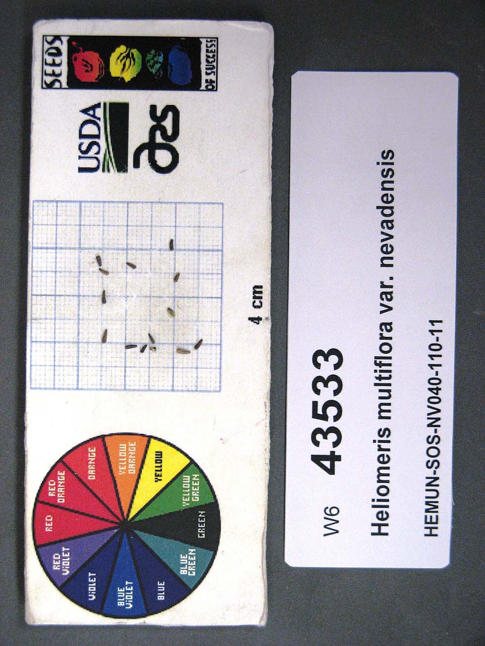 SEED