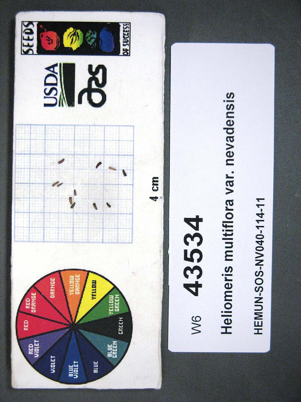 SEED