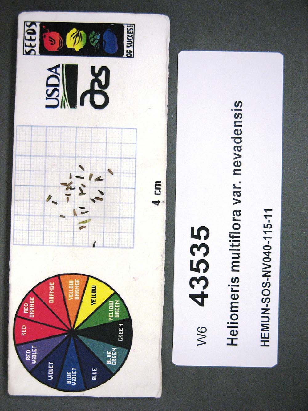 SEED