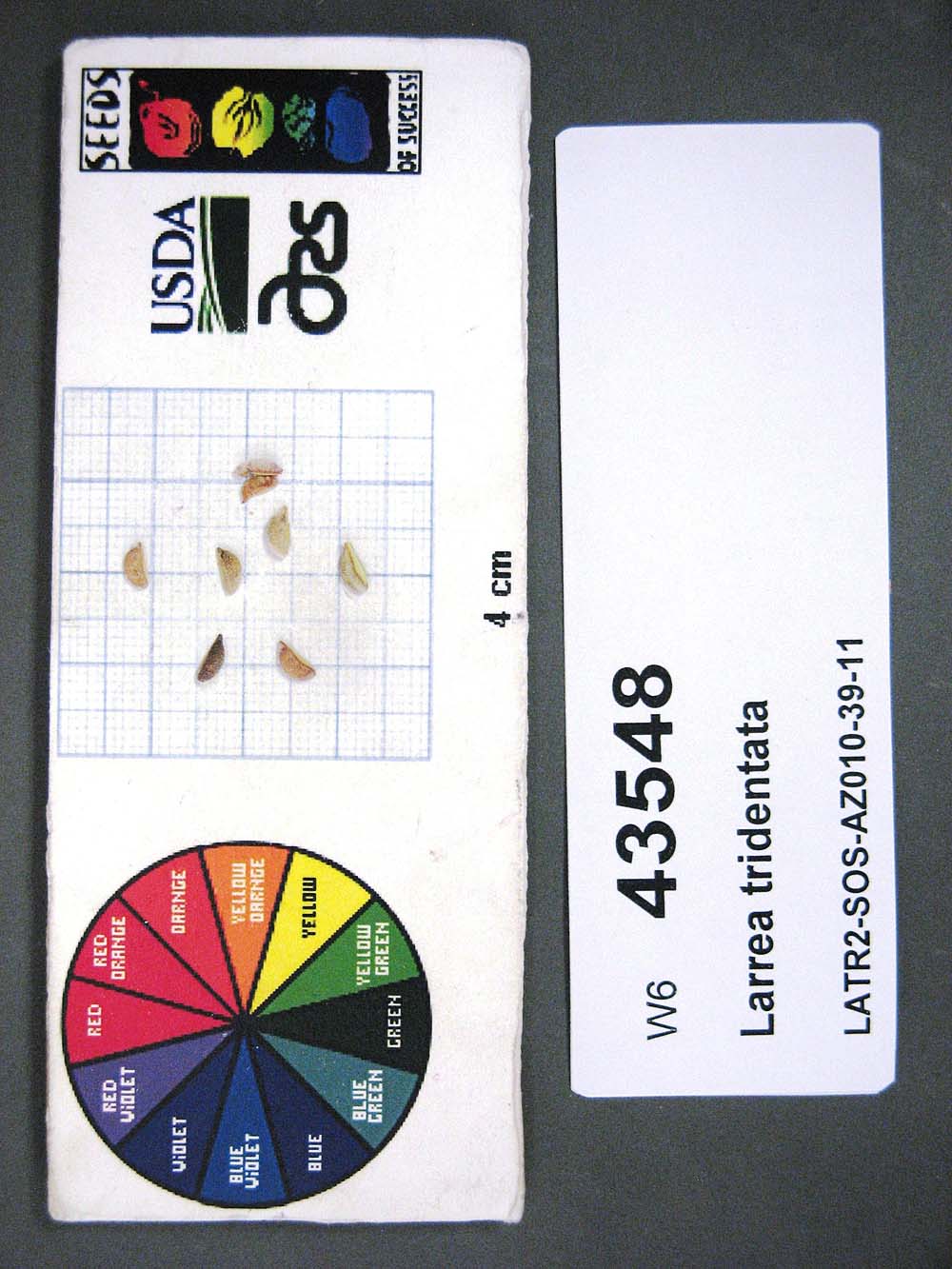 SEED