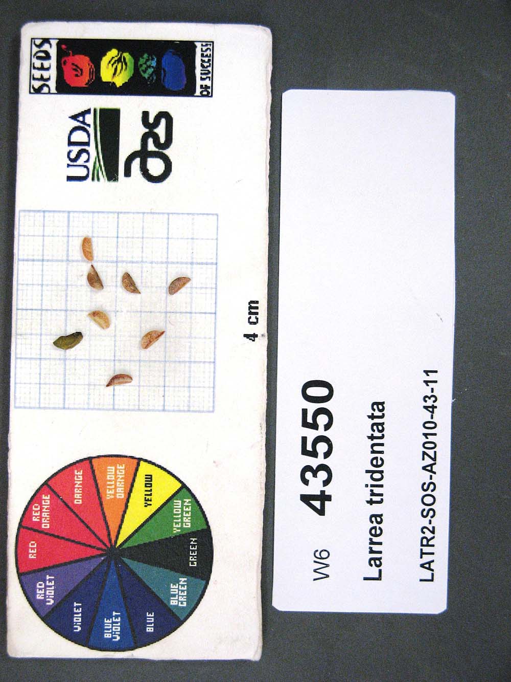 SEED