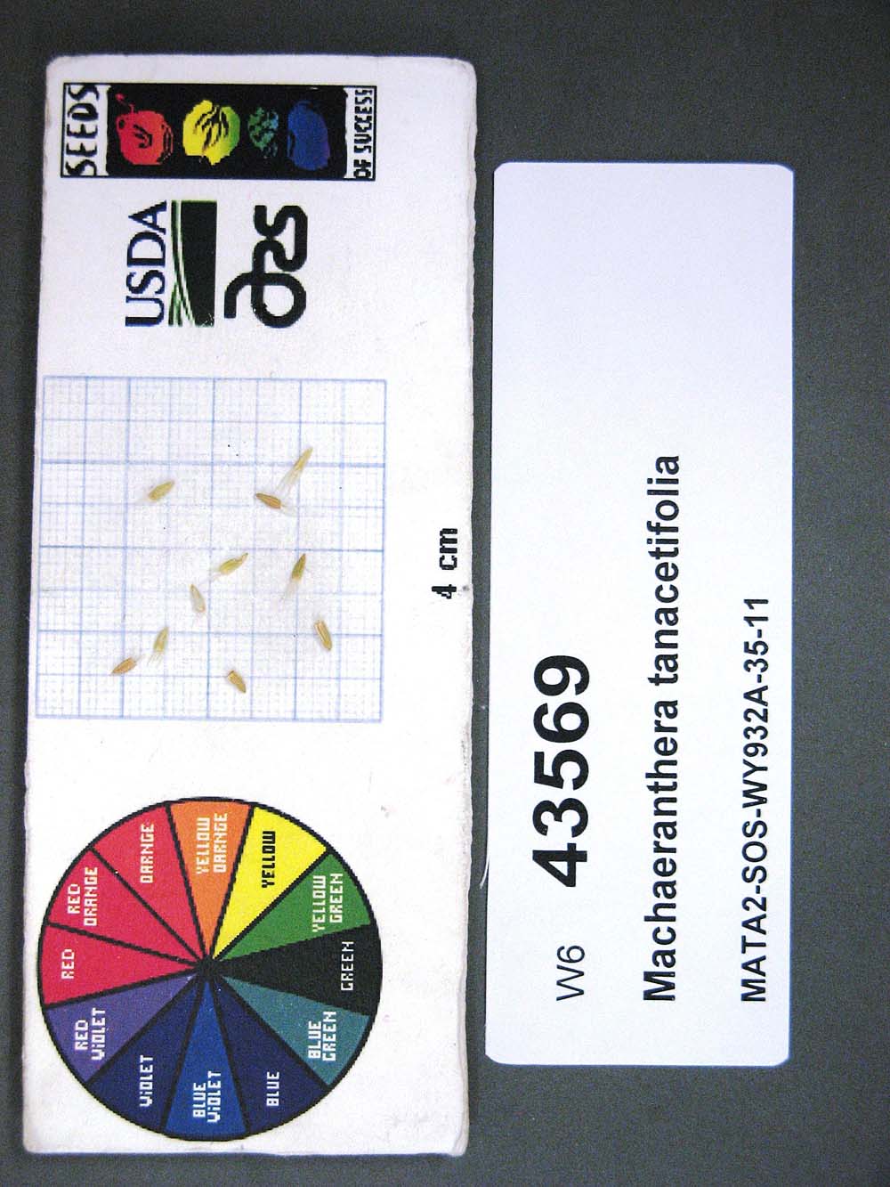 Click for 1 image(s) for this accession. SEED