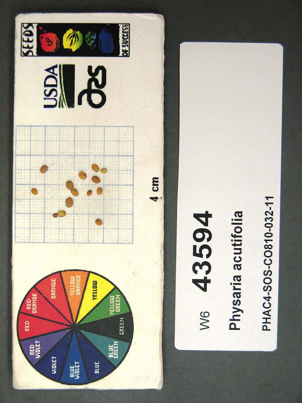 SEED