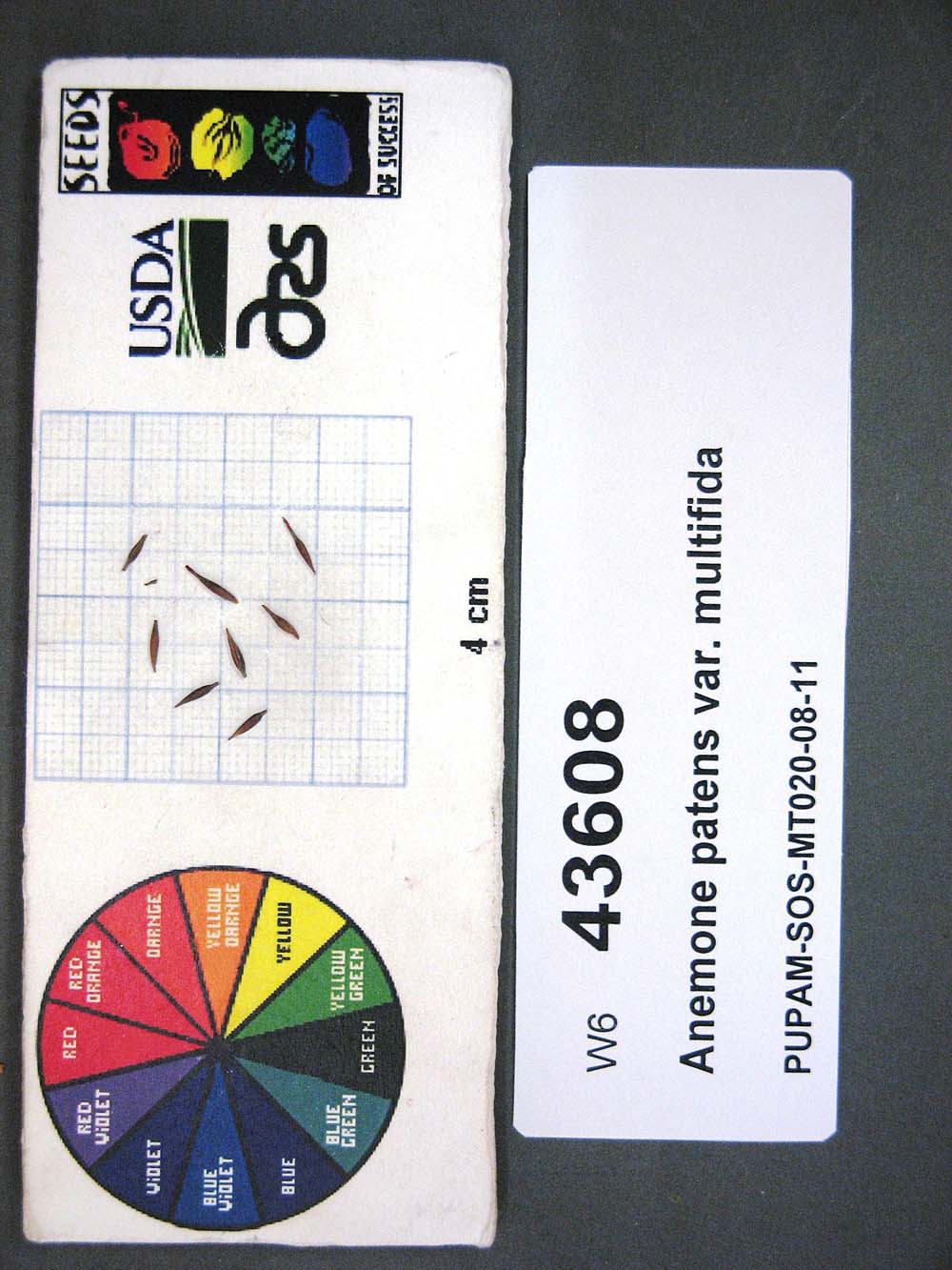 SEED