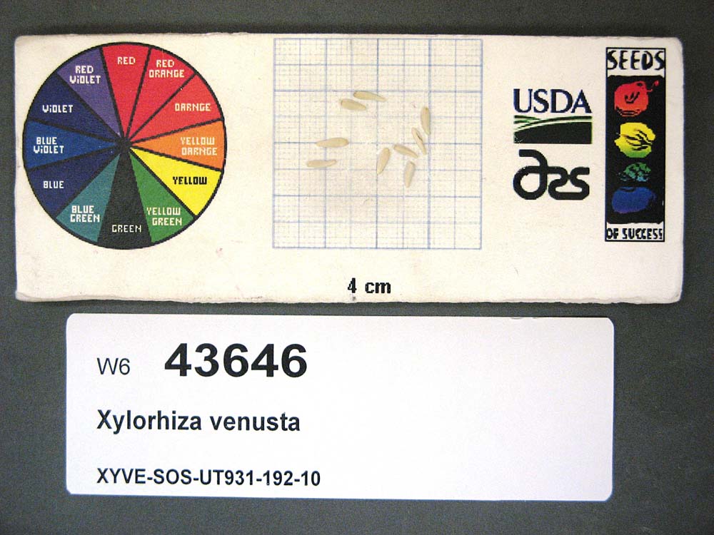 SEED