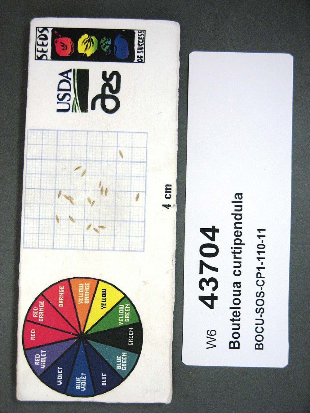 Click for 1 image(s) for this accession. SEED