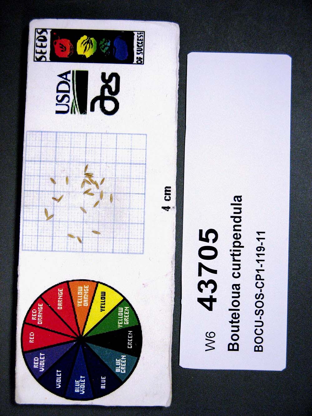 Click for 1 image(s) for this accession. SEED