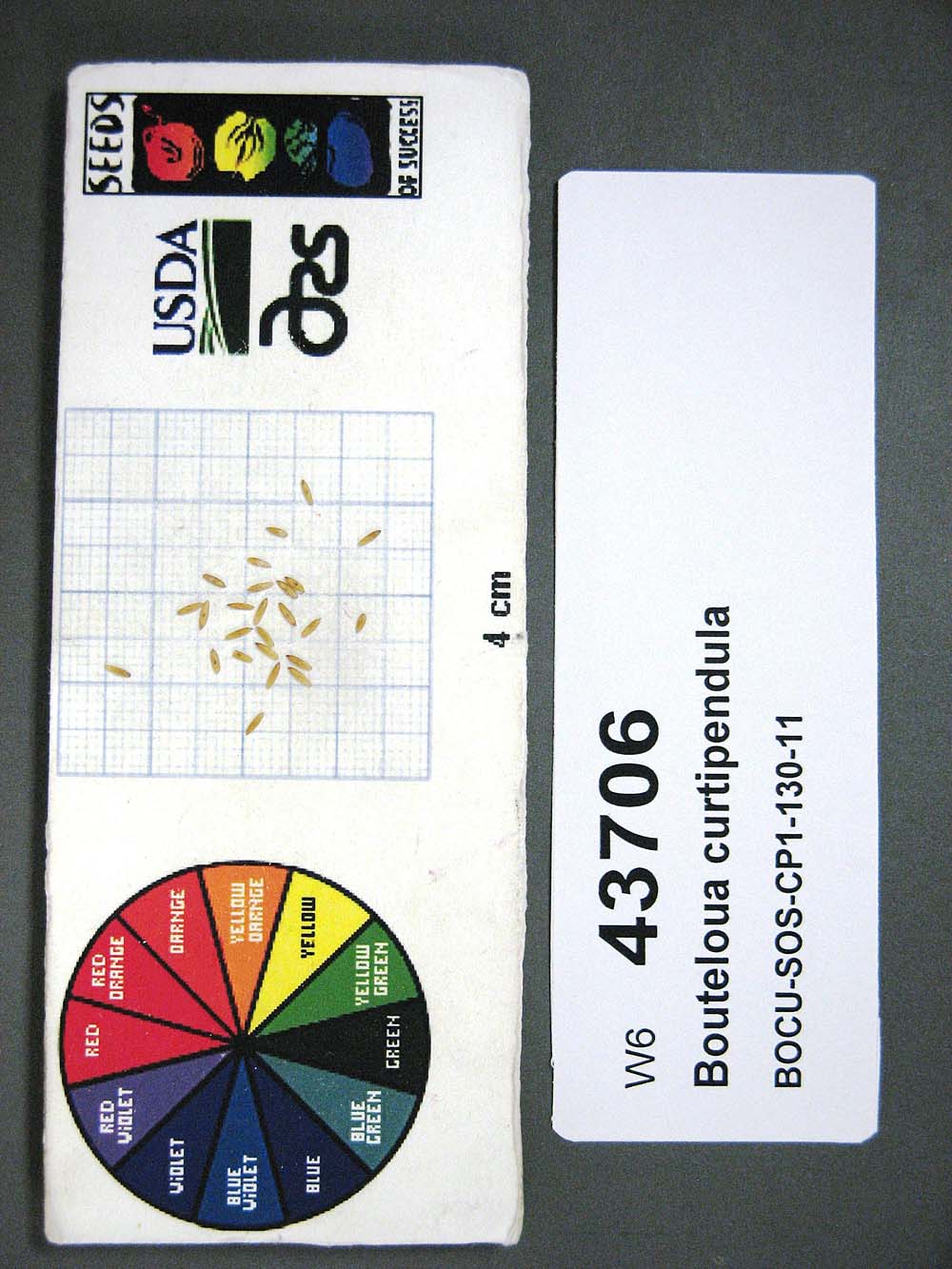 Click for 1 image(s) for this accession. SEED