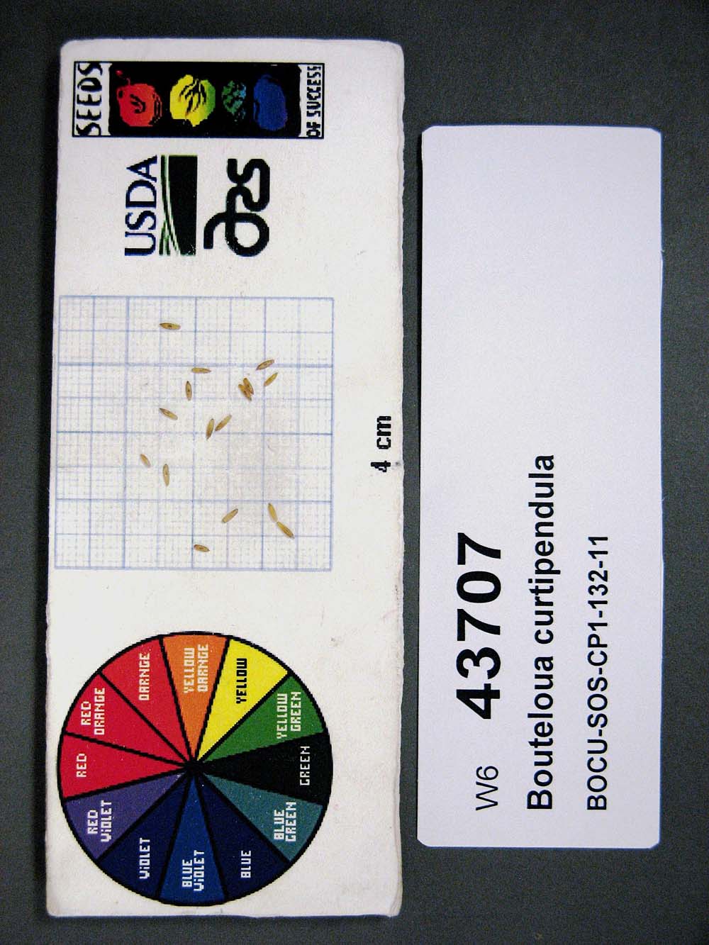 Click for 1 image(s) for this accession. SEED