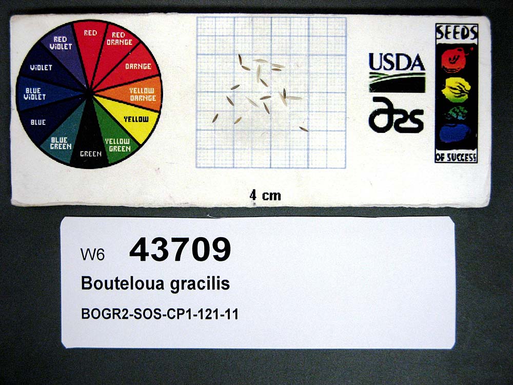 Click for 1 image(s) for this accession. SEED