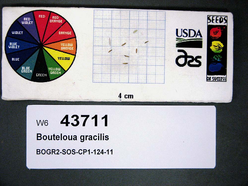 Click for 1 image(s) for this accession. SEED