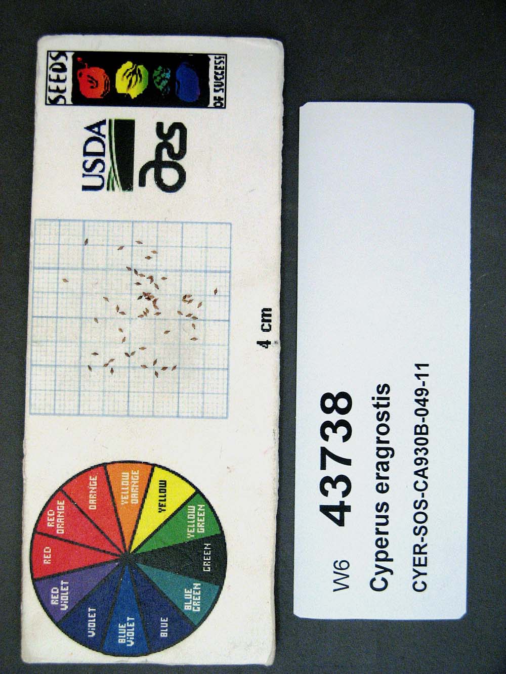 Click for 1 image(s) for this accession. SEED