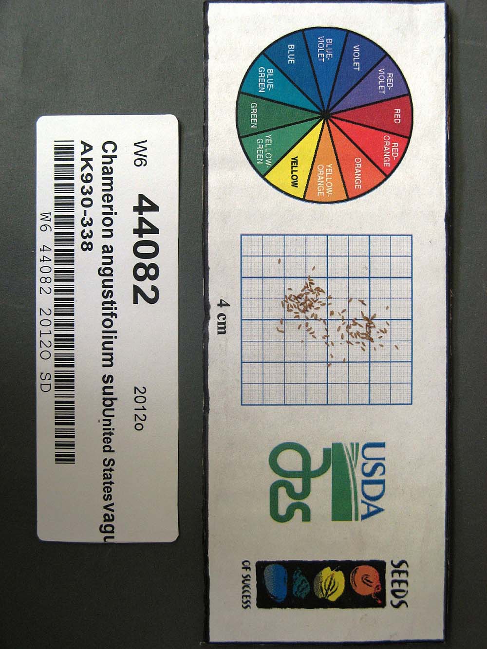 Click for 1 image(s) for this accession. SEED