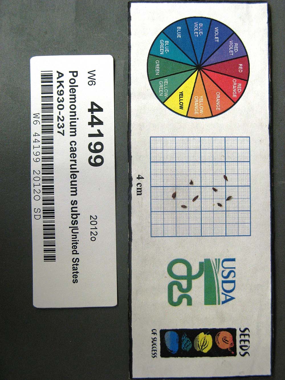Click for 1 image(s) for this accession. SEED