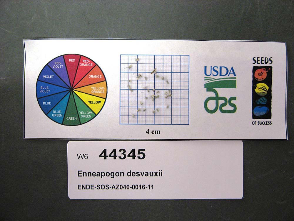 Click for 1 image(s) for this accession. SEED