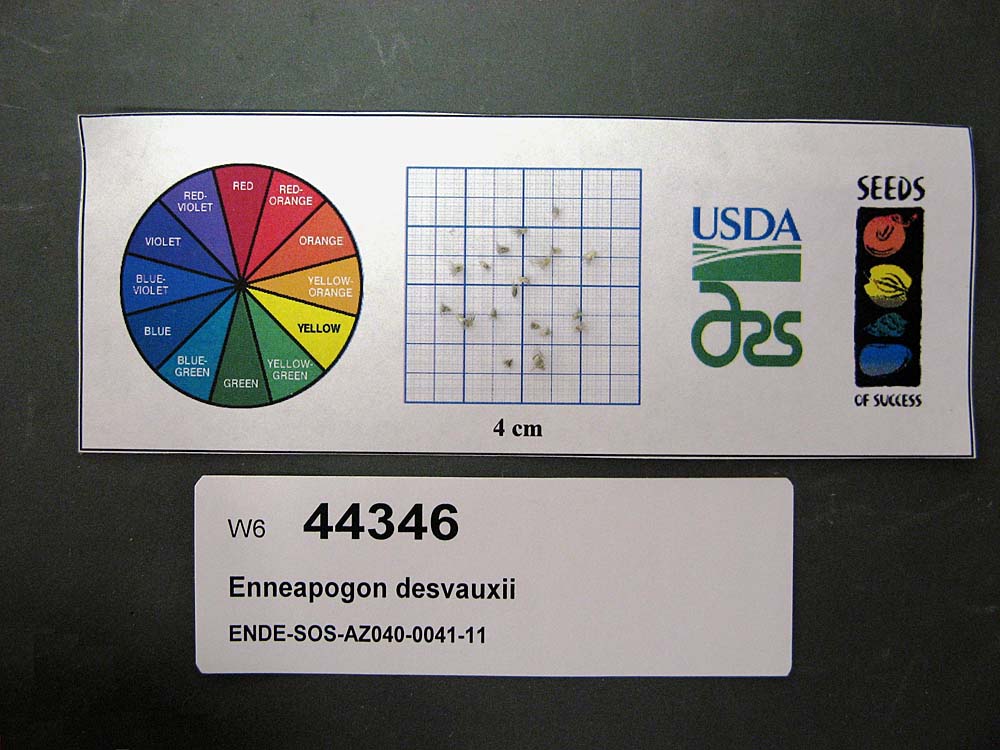 Click for 1 image(s) for this accession. SEED