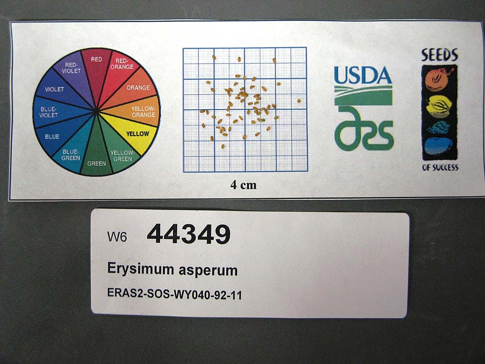 Click for 1 image(s) for this accession. SEED