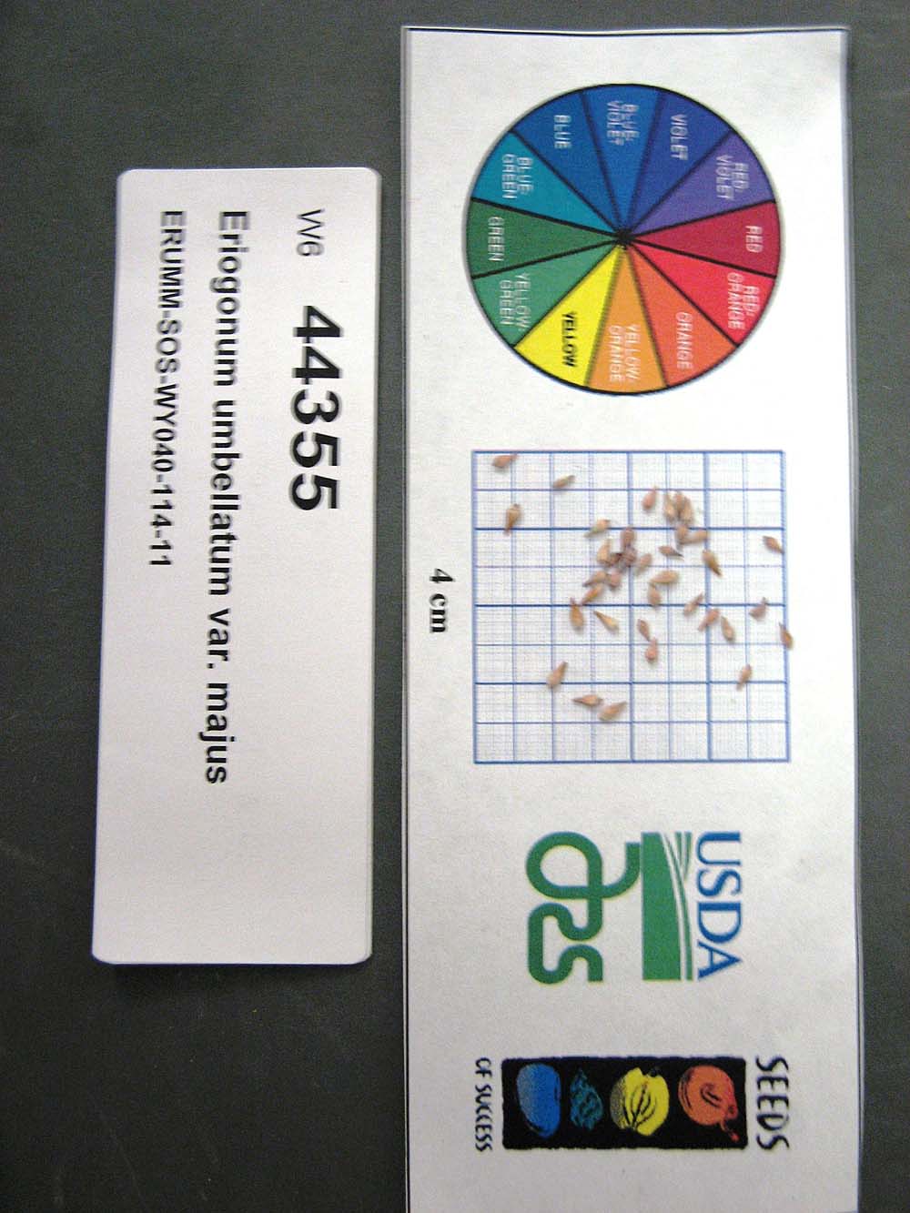 Click for 1 image(s) for this accession. SEED