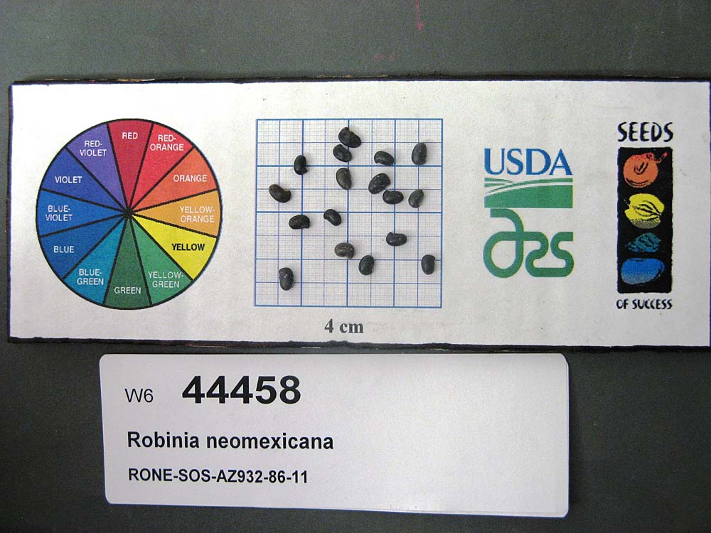 SEED