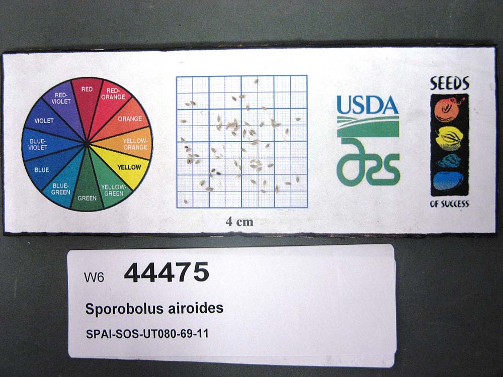 SEED