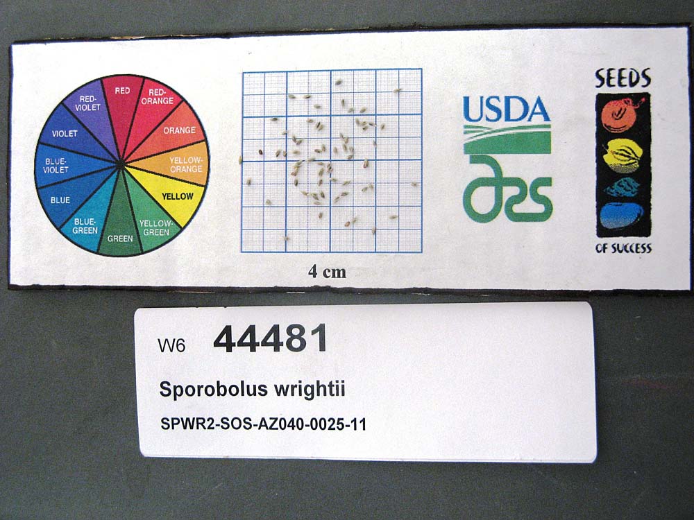 Click for 1 image(s) for this accession. SEED