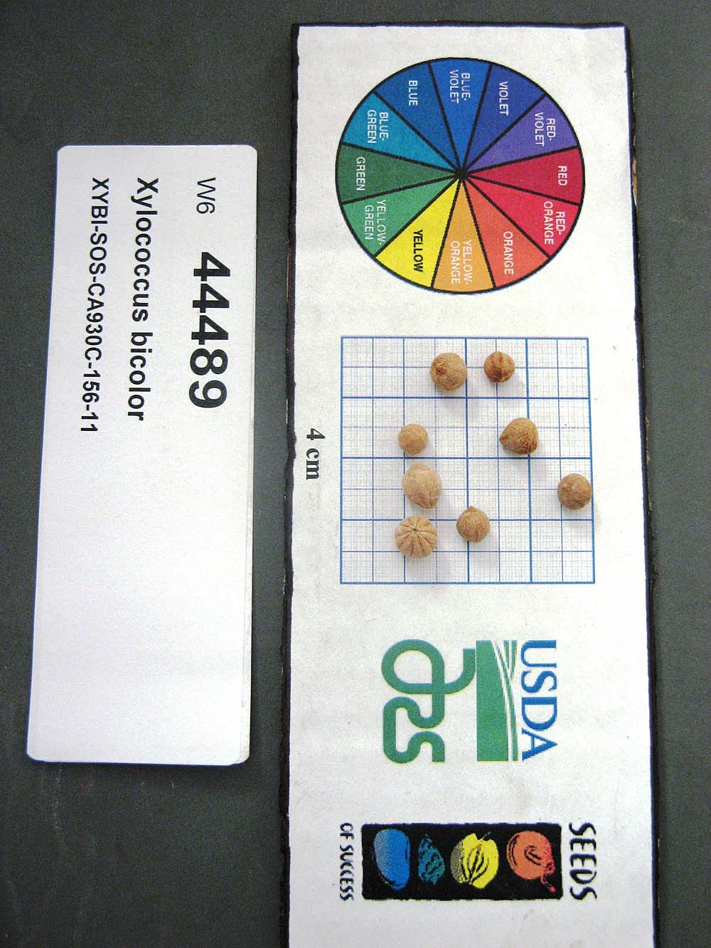 SEED