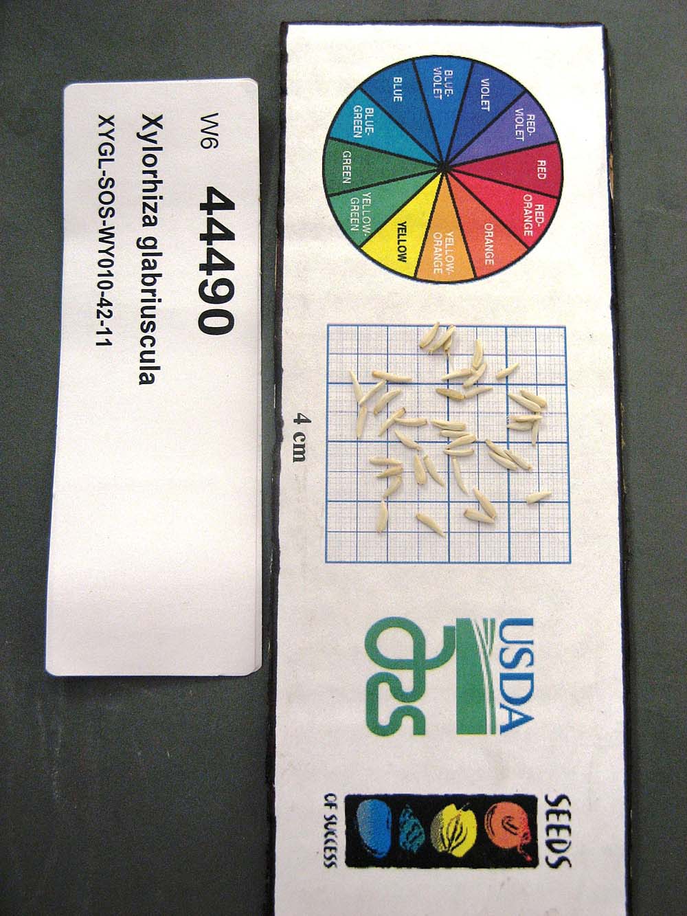 SEED