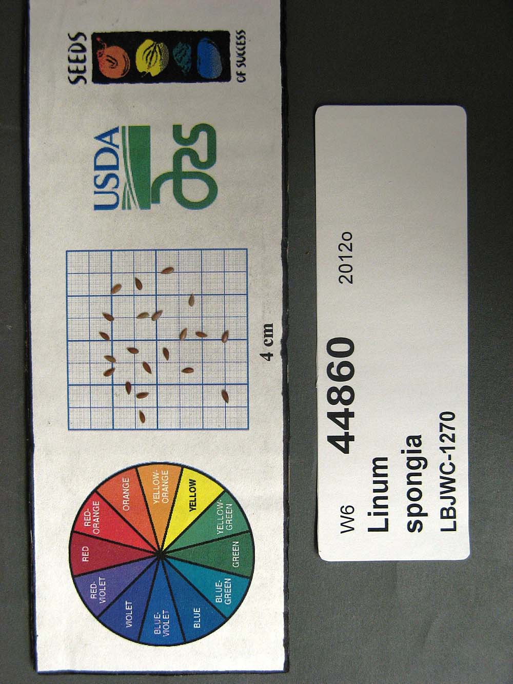SEED
