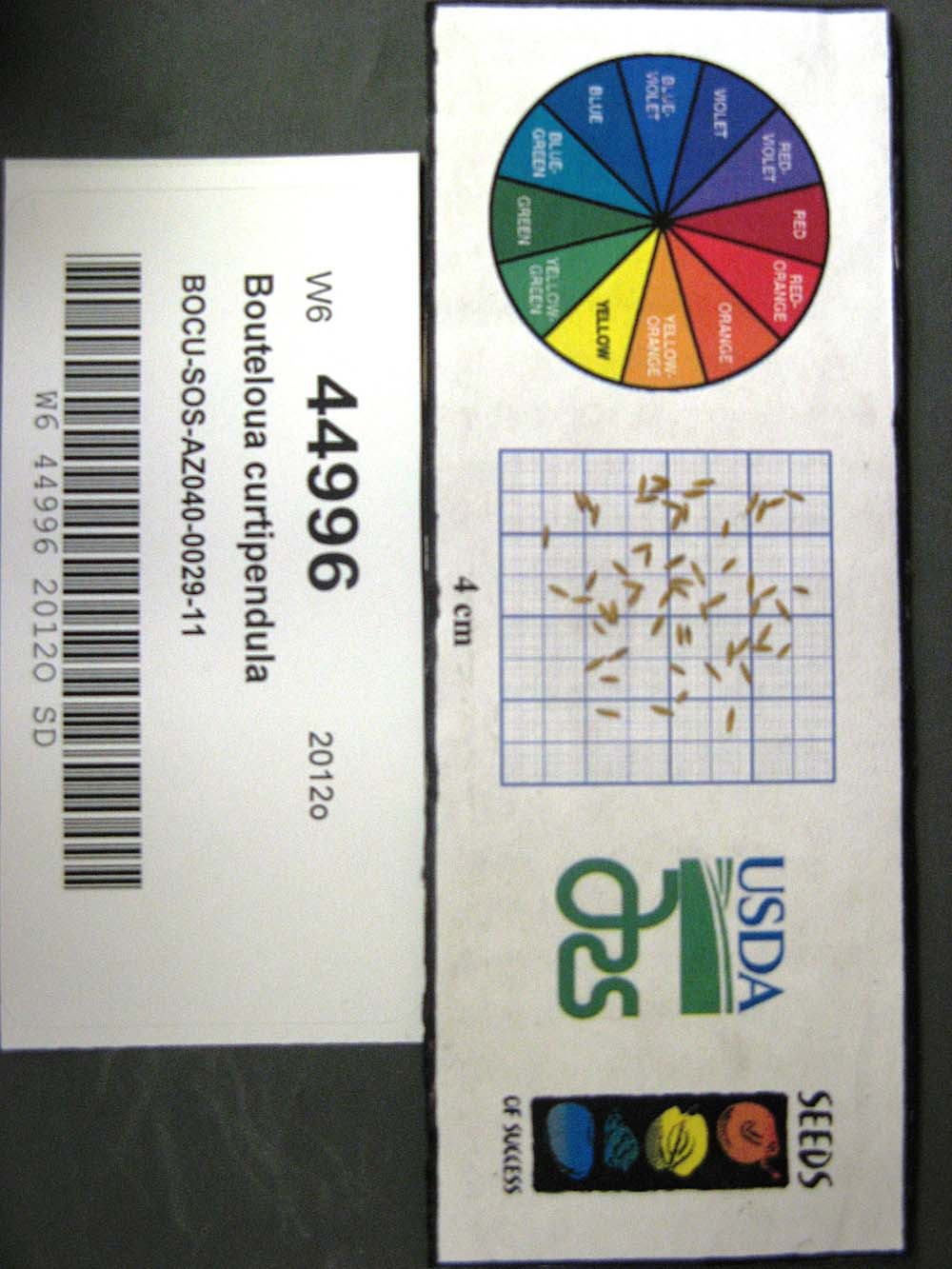 Click for 1 image(s) for this accession. SEED