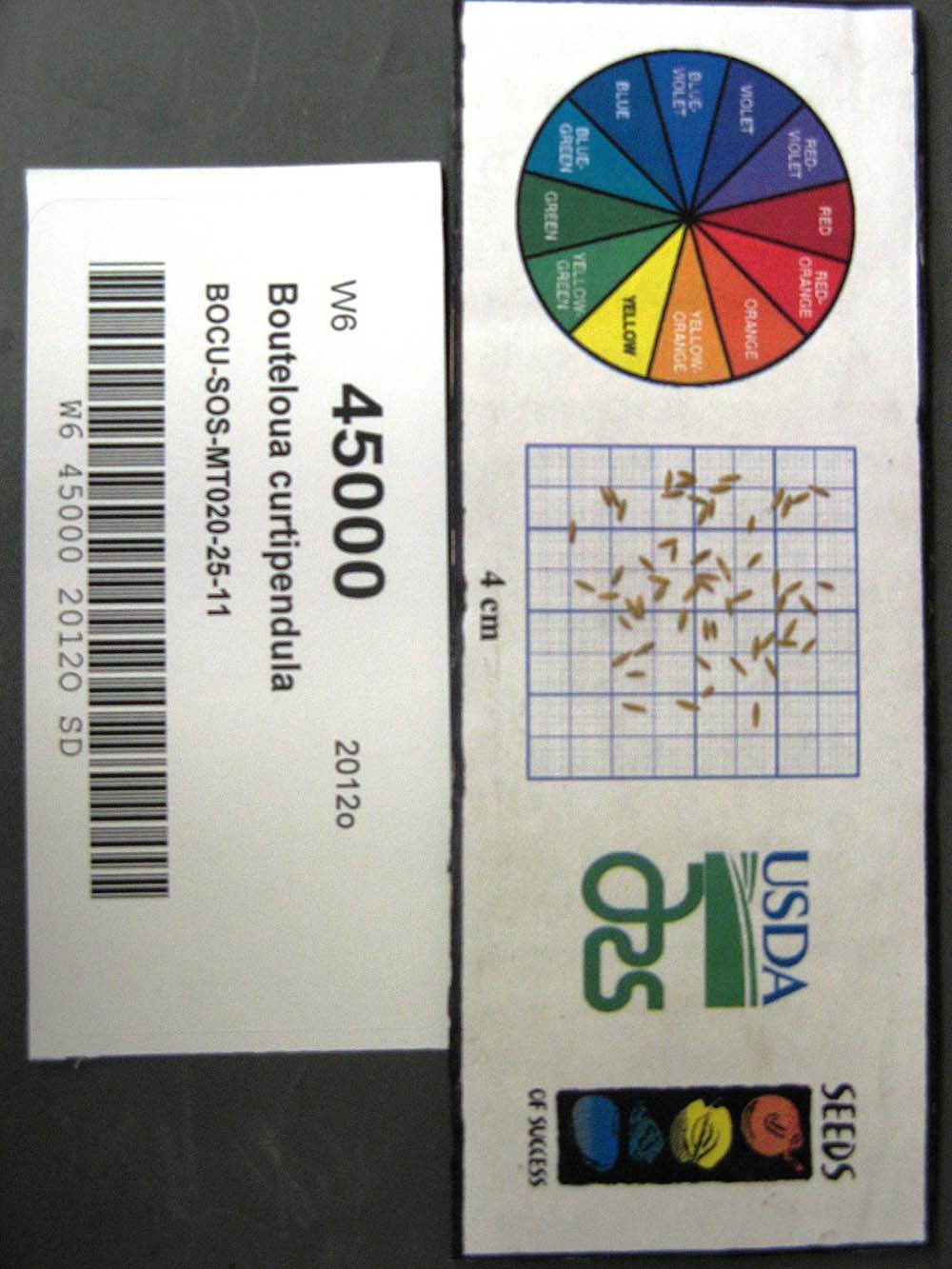 Click for 1 image(s) for this accession. SEED