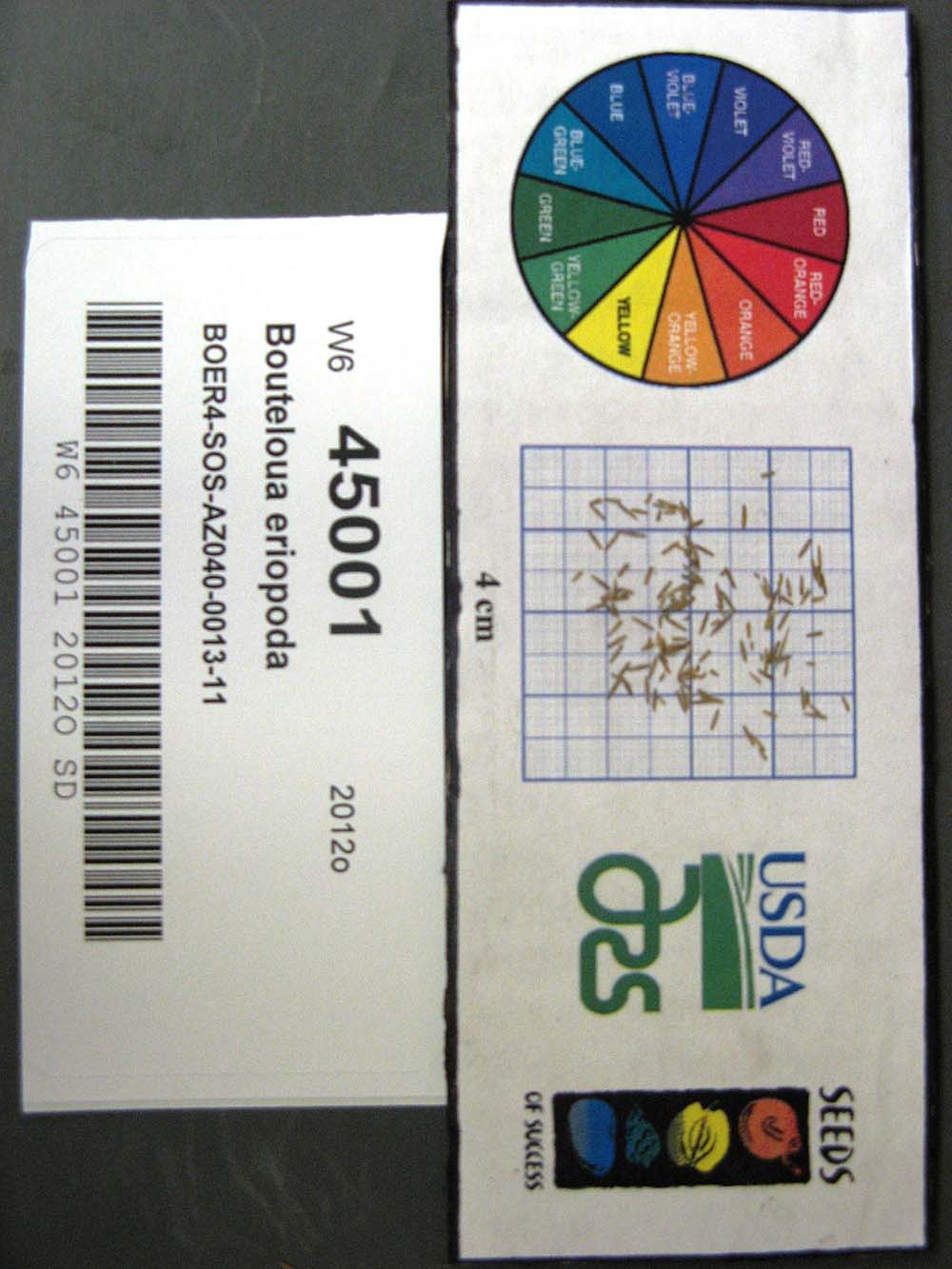 Click for 1 image(s) for this accession. SEED