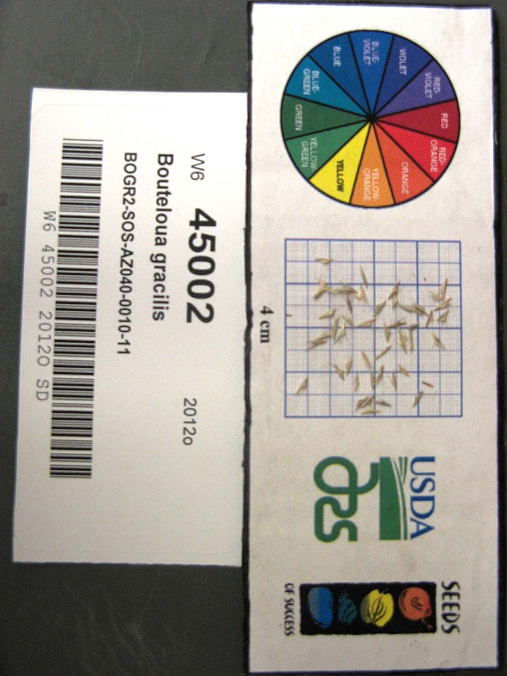 Click for 1 image(s) for this accession. SEED