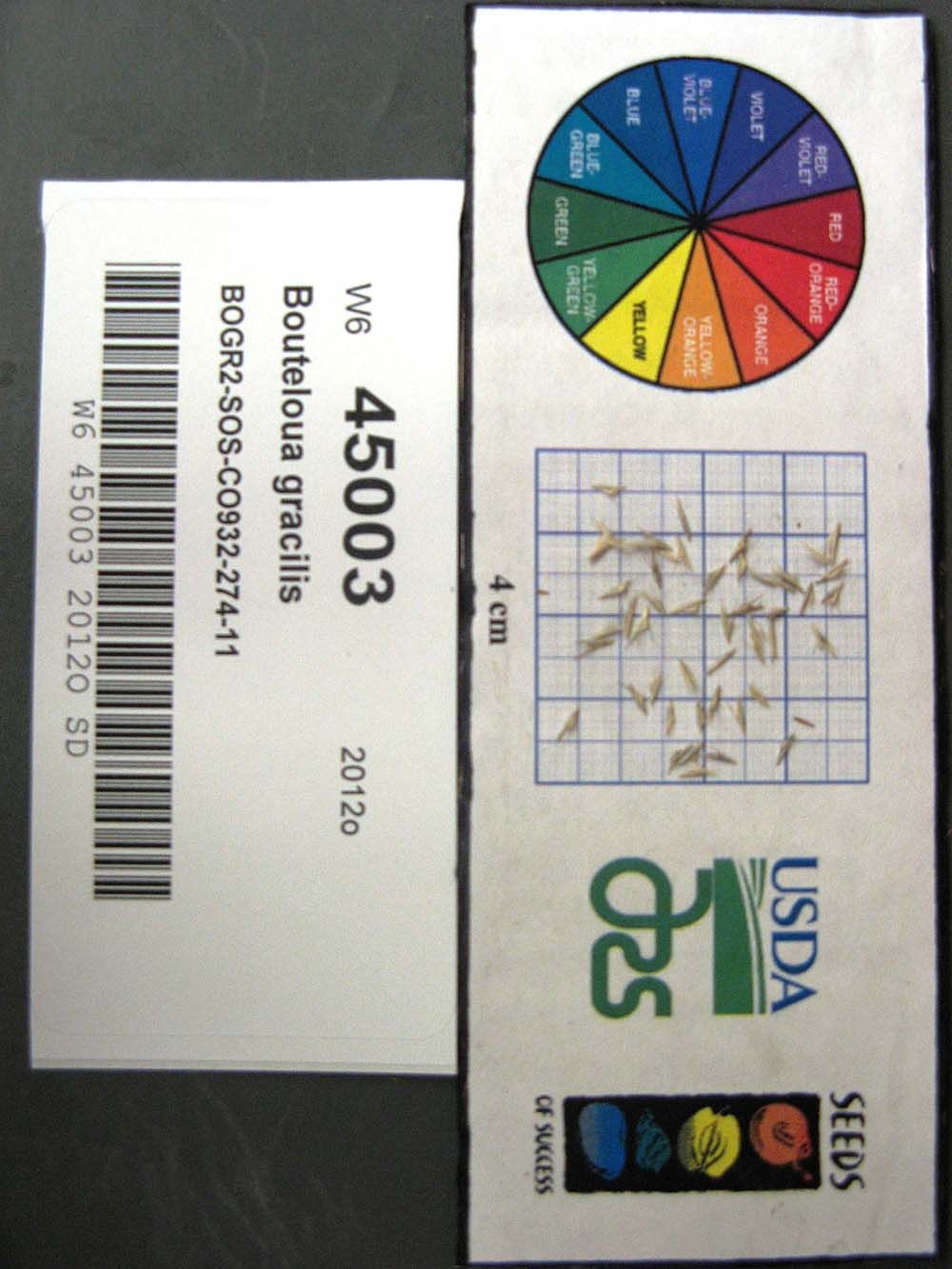 Click for 1 image(s) for this accession. SEED