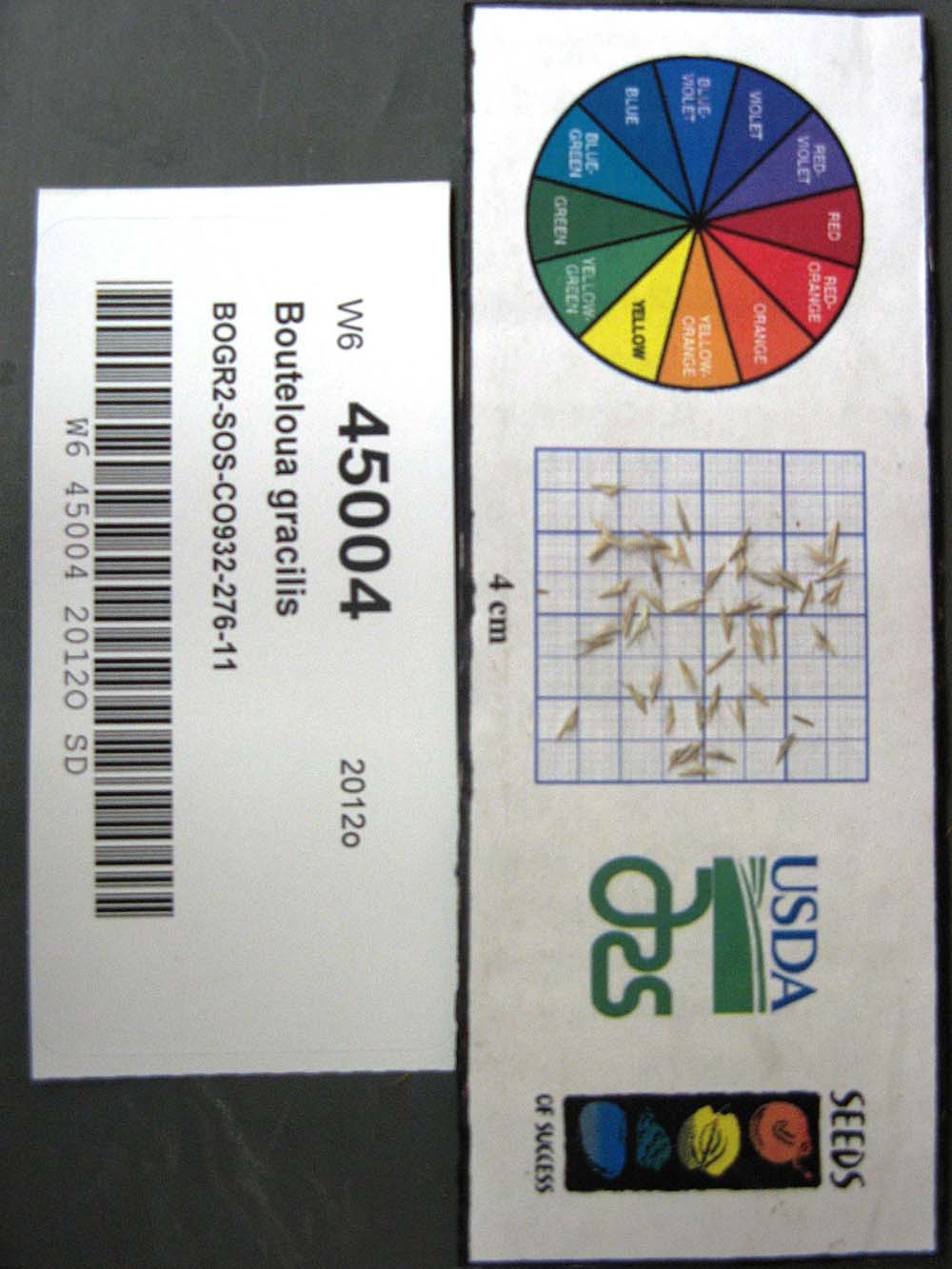 Click for 1 image(s) for this accession. SEED