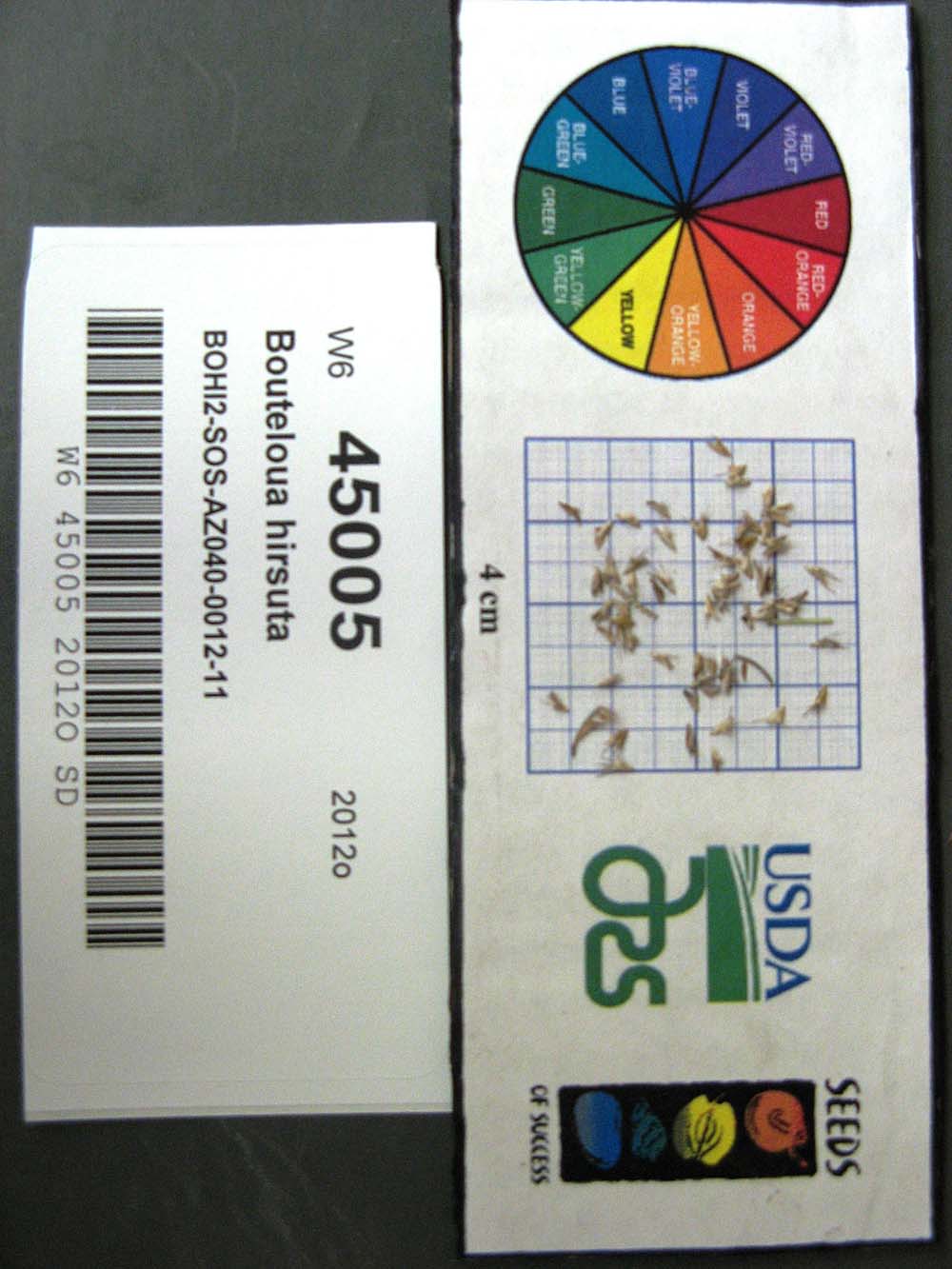Click for 1 image(s) for this accession. SEED