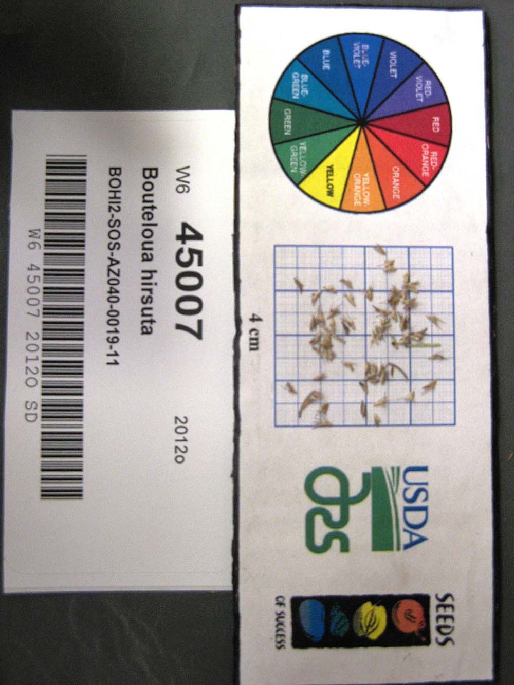 Click for 1 image(s) for this accession. SEED