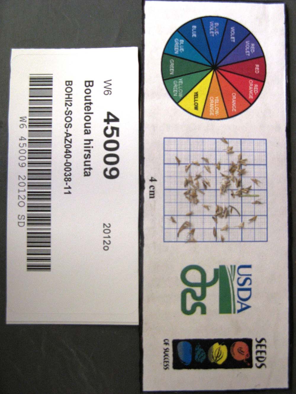 Click for 1 image(s) for this accession. SEED