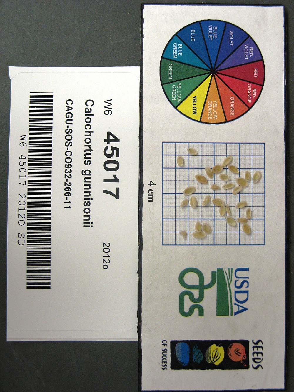 SEED