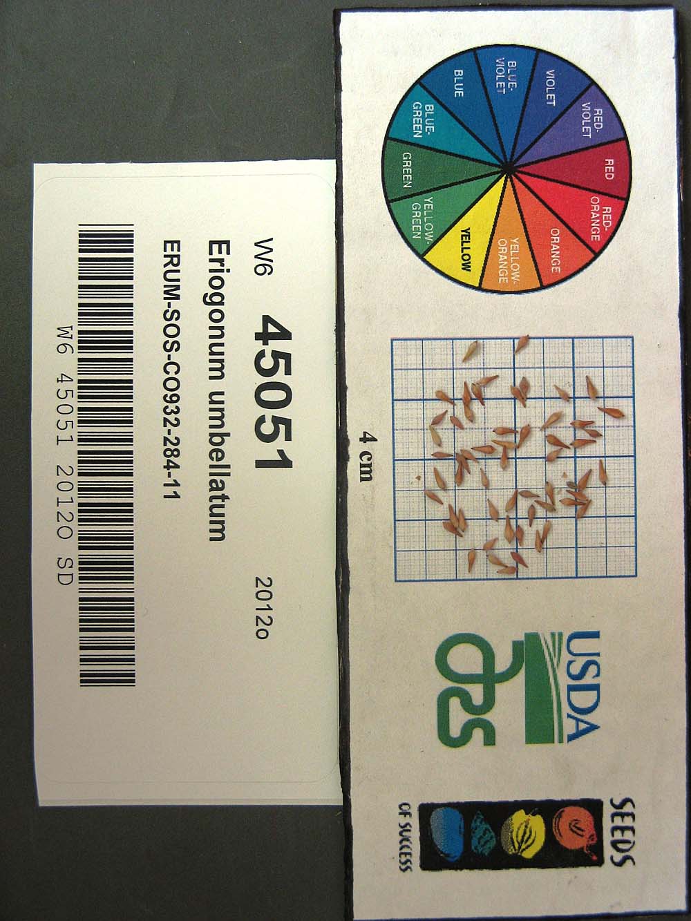 Click for 1 image(s) for this accession. SEED
