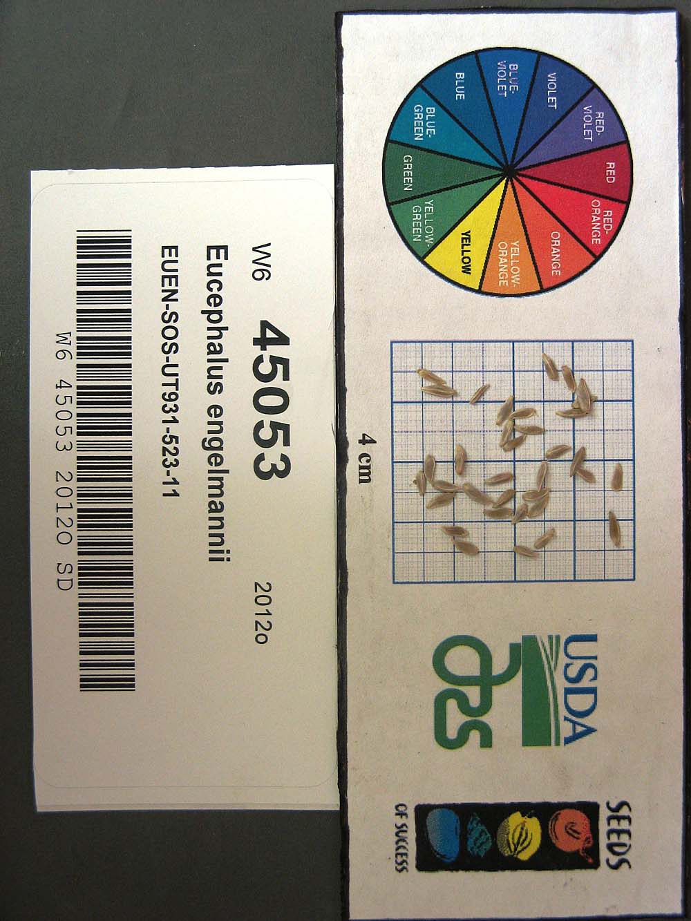 SEED