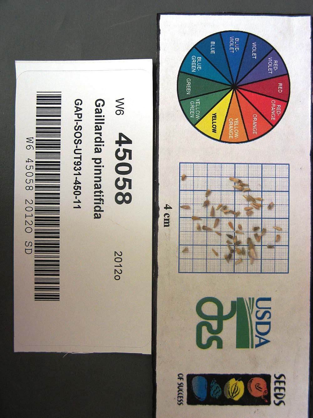 SEED