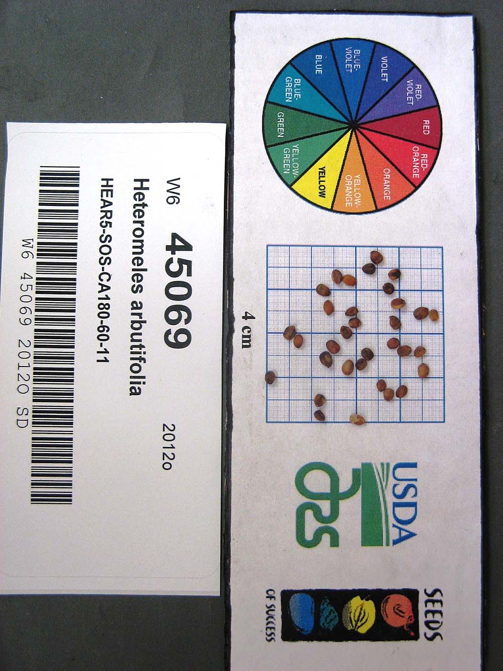 SEED