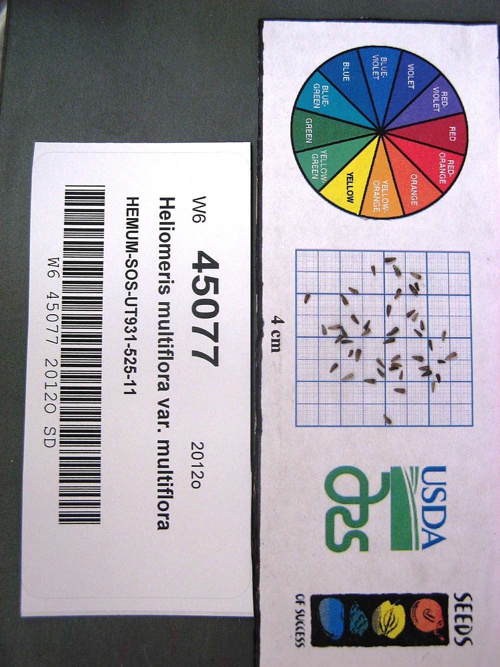SEED