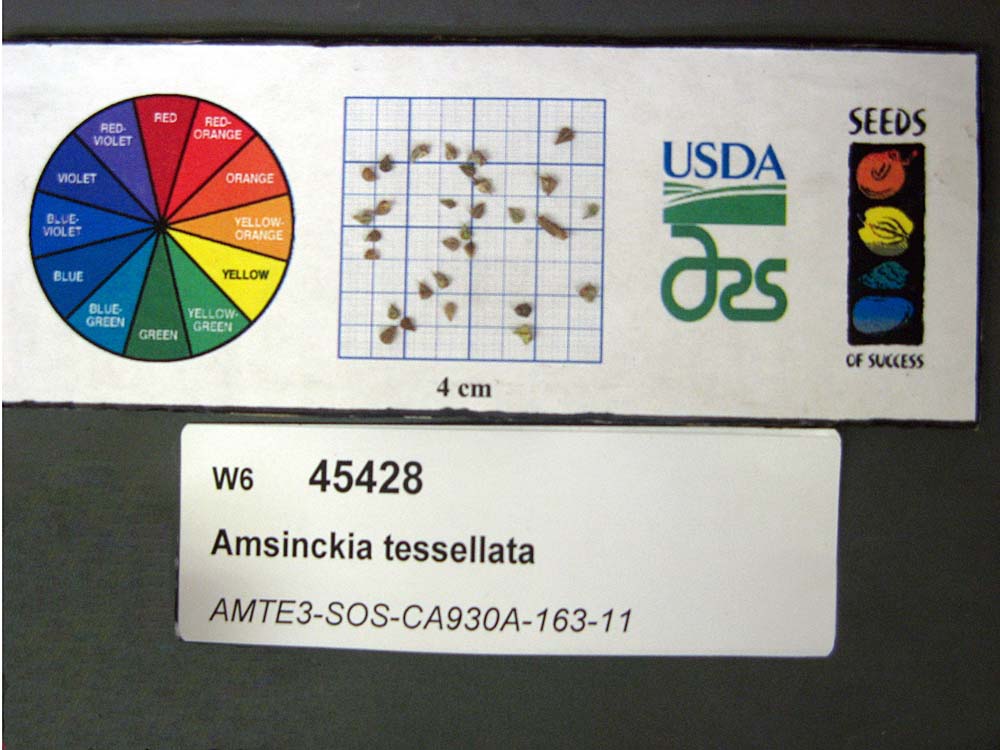 Click for 1 image(s) for this accession. SEED